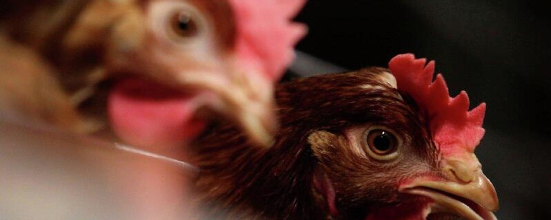 China retoma importações de frango do Brasil após auditoria e fim do embargo imposto pela gripe aviária - Sputnik Brasil, 1920, 07.11.2025