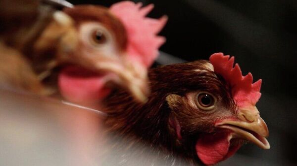 China retoma importações de frango do Brasil após auditoria e fim do embargo imposto pela gripe aviária - Sputnik Brasil