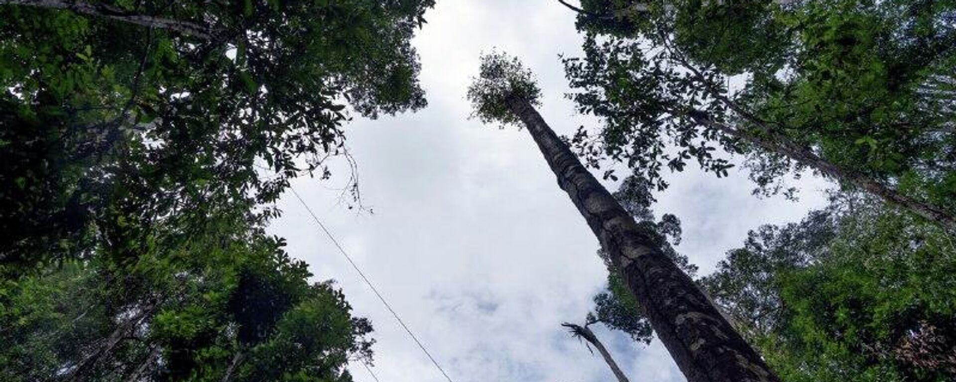 Reino Unido recua e deixa Brasil sem verba para fundo da Amazônia que ele próprio promoveu - Sputnik Brasil, 1920, 16.11.2025