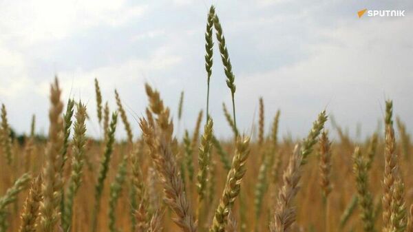 Rússia entrega mais de 34 mil toneladas de alimentos à Àfrica - Sputnik Brasil