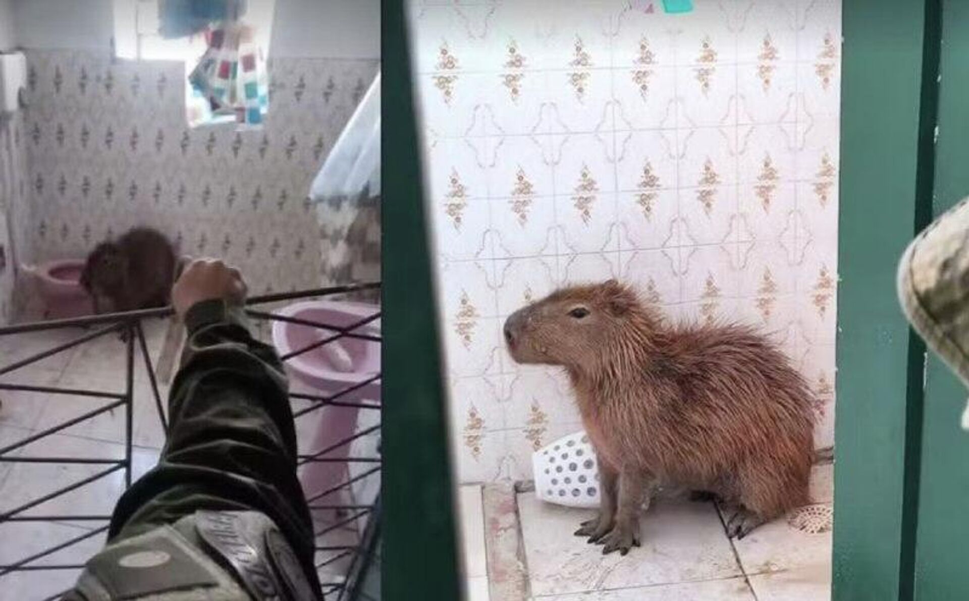 Capivara invade casa e vai parar no banheiro no RS