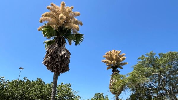 Palmeiras talipot no Aterro do Flamengo, no Rio de Janeiro. 28 de novembro de 2025 - Sputnik Brasil