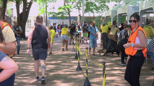 Projeto Moradores de Rua e Seus Cães (MRSC) realiza atendimento em São Paulo. 30 de novembro de 2025 - Sputnik Brasil