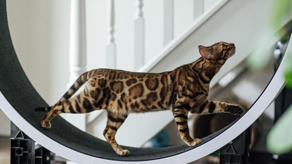 Gato-de-bengala - Sputnik Brasil