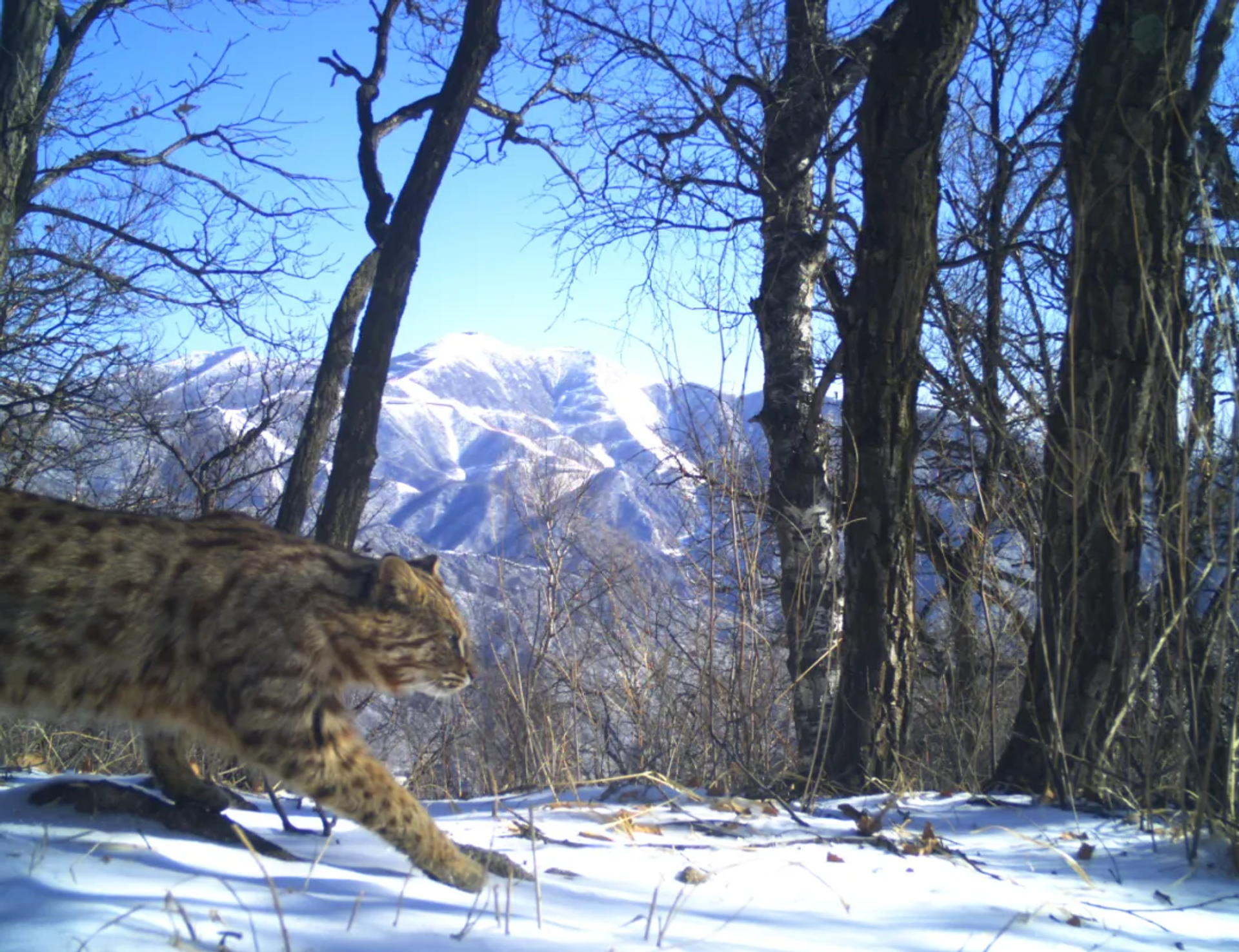 Gato-leopardo fotografado pela câmera escondida na China, perto de Pequim