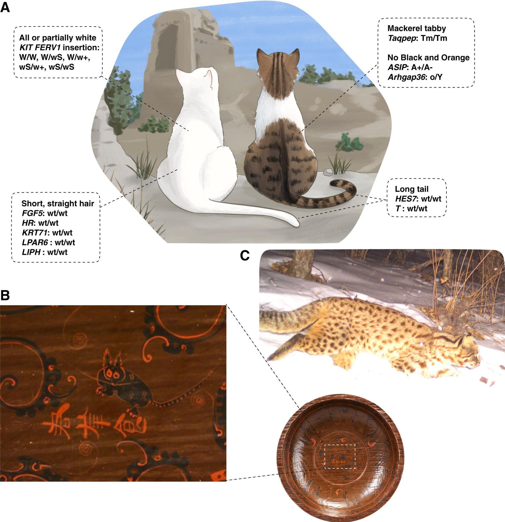 Reconstrução fenotípica do gato doméstico mais antigo conhecido na China e representação artística de um gato-leopardo da época da dinastia Han