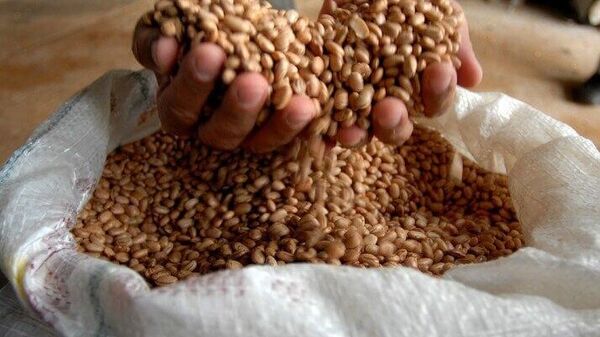 Feijão carioca, imagem referencial - Sputnik Brasil