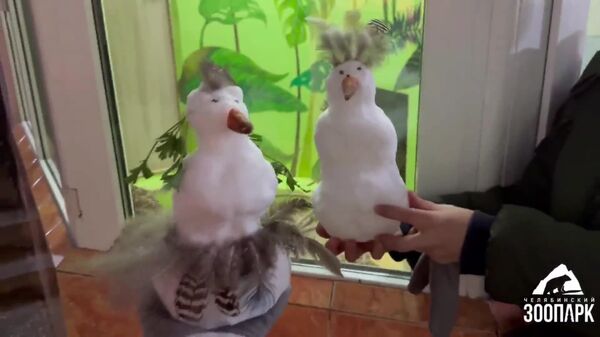 Suricatos africanas descobrem a neve pela primeira vez em zoológico russo - Sputnik Brasil