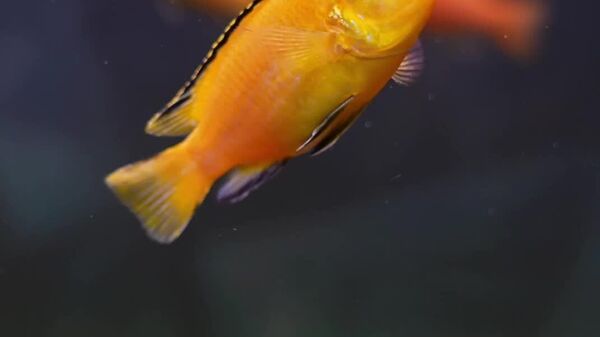 Ciclídeo 'beija-flor': o peixe vibrante do Lago Malawi - Sputnik Brasil