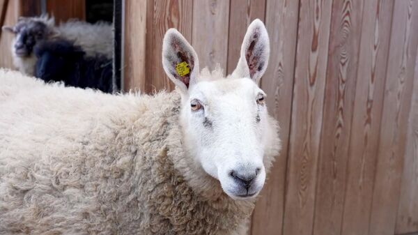 Encontro amoroso agita o zoológico de Moscou: ovelha e carneiro têm reencontro - Sputnik Brasil