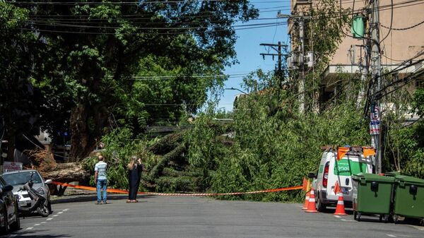 Queda de árvore obstrui via na Grande São Paulo. Queda de árvore obstrui via na Grande São Paulo. - Sputnik Brasil