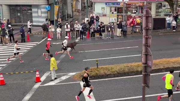 Cervos maratonistas viram atração à parte no Japão - Sputnik Brasil