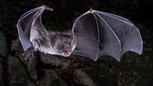 Cientistas brasileiros descobrem novo subgênero de coronavírus em morcegos - Sputnik Brasil