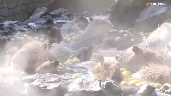 ‍ Modo inverno ativado: capivaras relaxando! - Sputnik Brasil