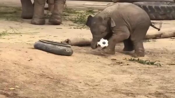 Novo membro da seleção: elefante jovem impressiona com dribles no zoológico da China - Sputnik Brasil