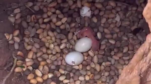 Médico-veterinário captura nascimento e primeiros dias de vida de filhotes de tucanuçu - Sputnik Brasil