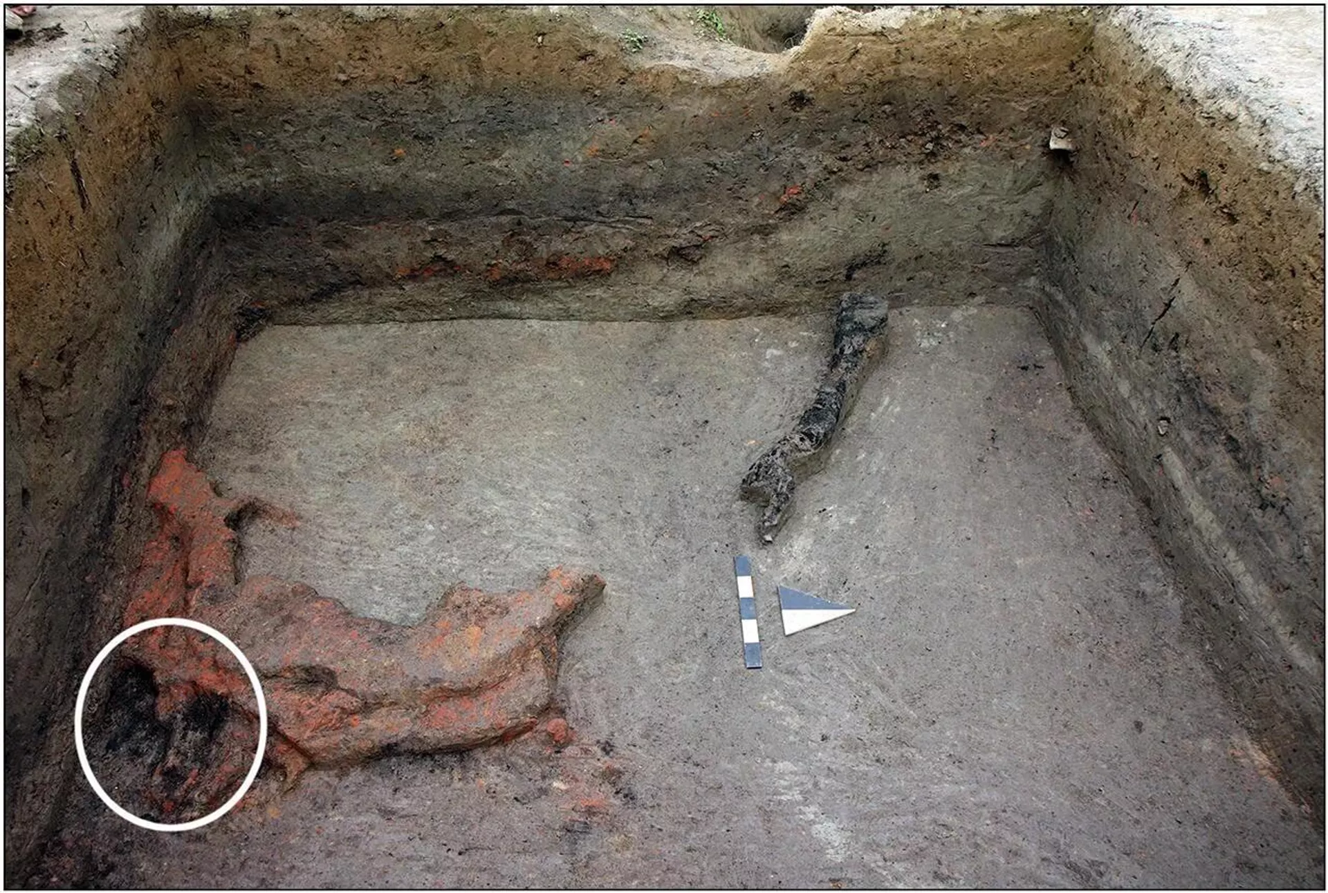 Aglomeração de argila com milheto carbonizado (círculo) e uma viga carbonizada na camada média superior da Idade do Bronze Aglomeração de argila com milheto carbonizado (círculo) e uma viga carbonizada na camada média superior da Idade do Bronze - Sputnik Brasil, 1920, 27.12.2025