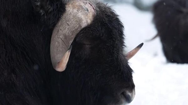 Clima de Ano Novo: bois-almiscarados começam o ano em ritmo de preguiça - Sputnik Brasil