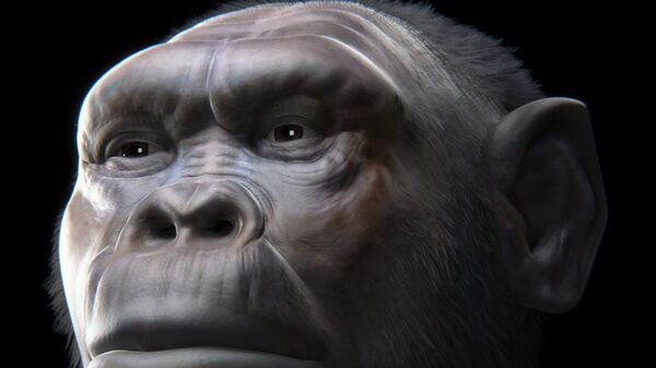 Reconstrução facial representa indivíduo do sexo masculino da escavação de Dmanisi. - Sputnik Brasil