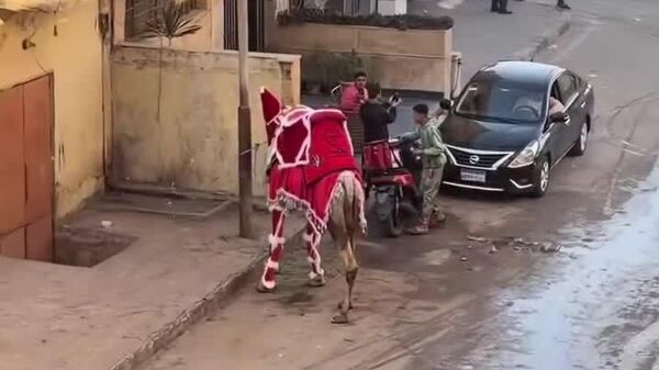 Até os camelos estão se preparam para o Ano Novo! - Sputnik Brasil