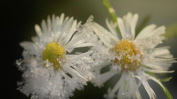 Florescimento de plantas no inverno do Reino Unido revela crise climática, alerta mídia - Sputnik Brasil