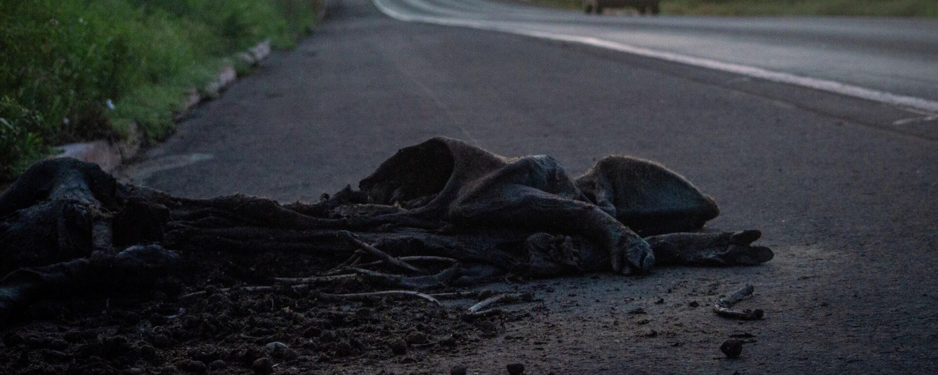 Carcaça de animal silvestre morto por atropelamento na BR-262 no Mato Grosso do Sul. 4 de janeiro de 2026 - Sputnik Brasil, 1920, 05.01.2026