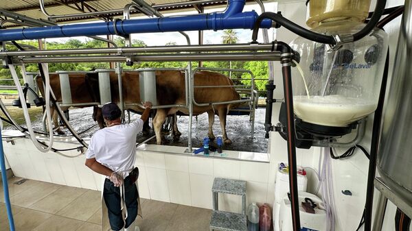 Leite é ordenhado de vacas em chácara para a produção de queijo na zona rural de Estrela do Sul, em Minas Gerais. 16 de novembro de 2024 - Sputnik Brasil