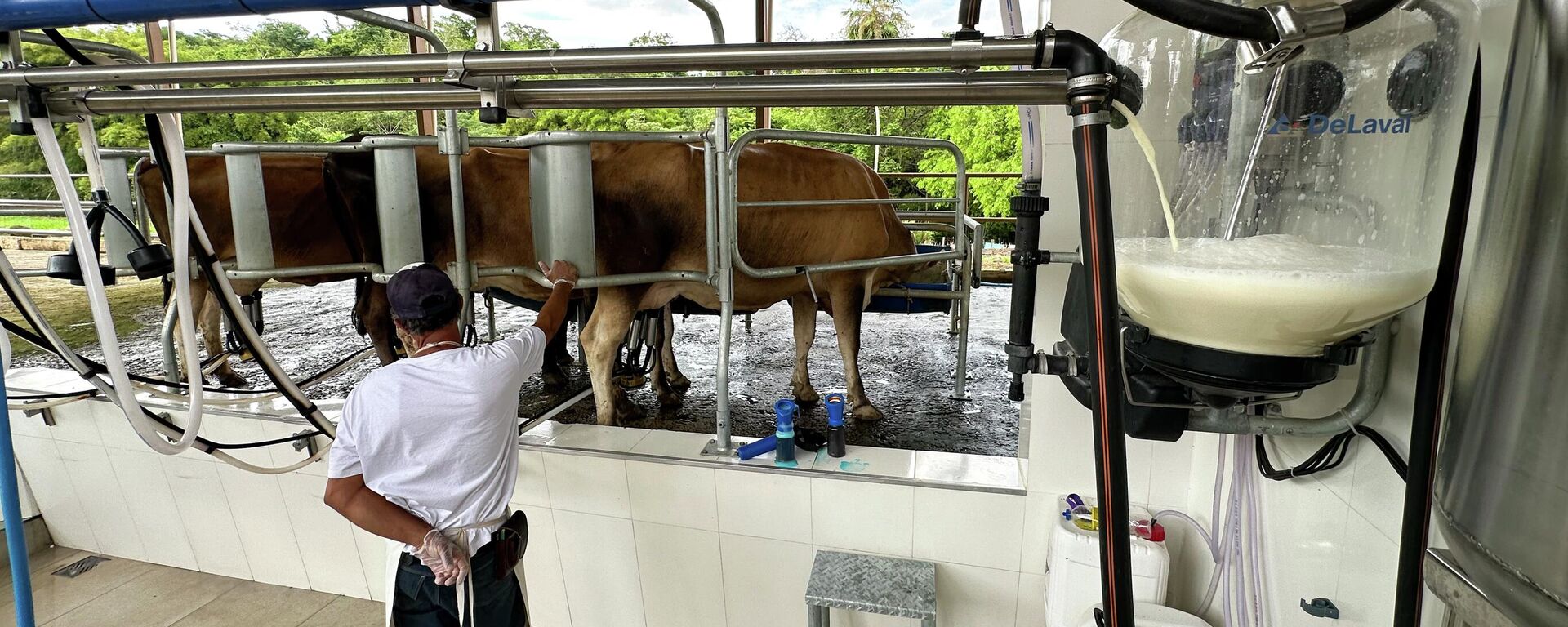 Leite é ordenhado de vacas em chácara para a produção de queijo na zona rural de Estrela do Sul, em Minas Gerais. 16 de novembro de 2024 - Sputnik Brasil, 1920, 12.01.2026