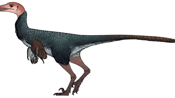 Reconstrução da aparência do dinossauro Xenovenator espinosai - Sputnik Brasil