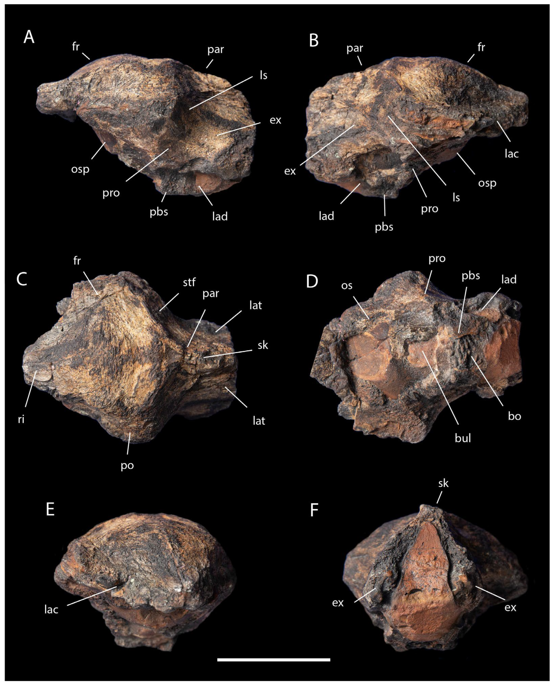 Ossos do crânio do dinossauro Xenovenator espinosai, encontrados no México