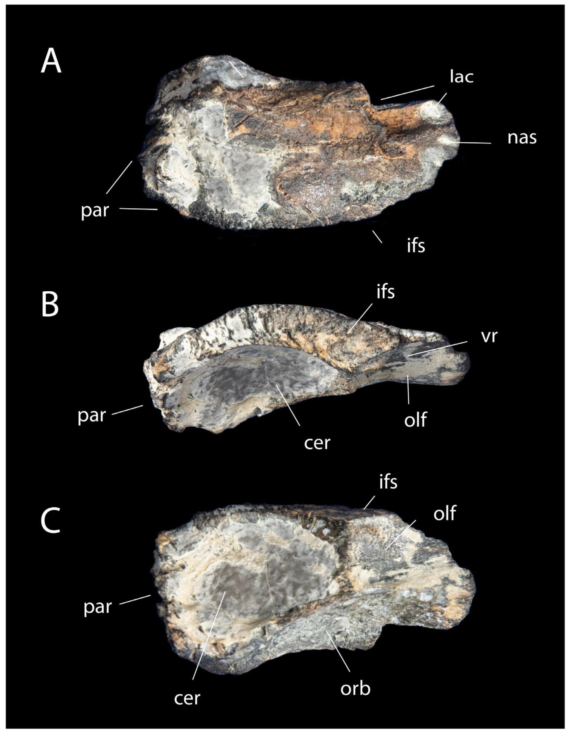 Ossos do crânio do dinossauro Xenovenator espinosai, encontrados no México