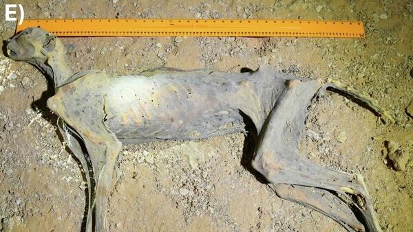 Chita mumificada encontrada na Arábia Saudita. 15 de janeiro de 2025. - Sputnik Brasil