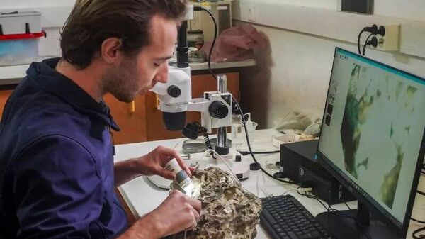 🪺 Ninho de dinossauro de 150 milhões de anos é encontrado em praia de Portugal - Sputnik Brasil