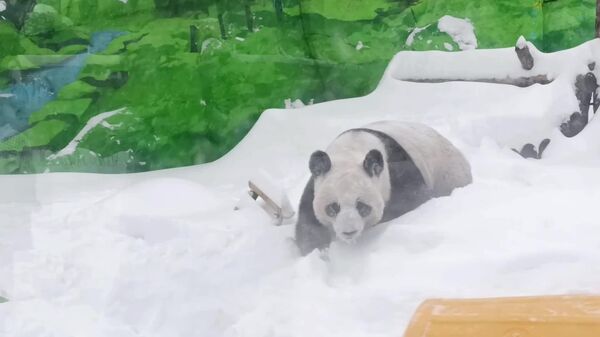 Brincadeira não tem idade, nem espécie: panda adulta é flagrada se divertindo na neve no Zoológico de Moscou - Sputnik Brasil