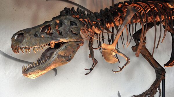 Tiranossauro Rex - Sputnik Brasil