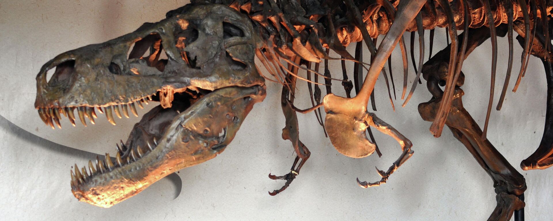 Tiranossauro Rex - Sputnik Brasil, 1920, 16.01.2026