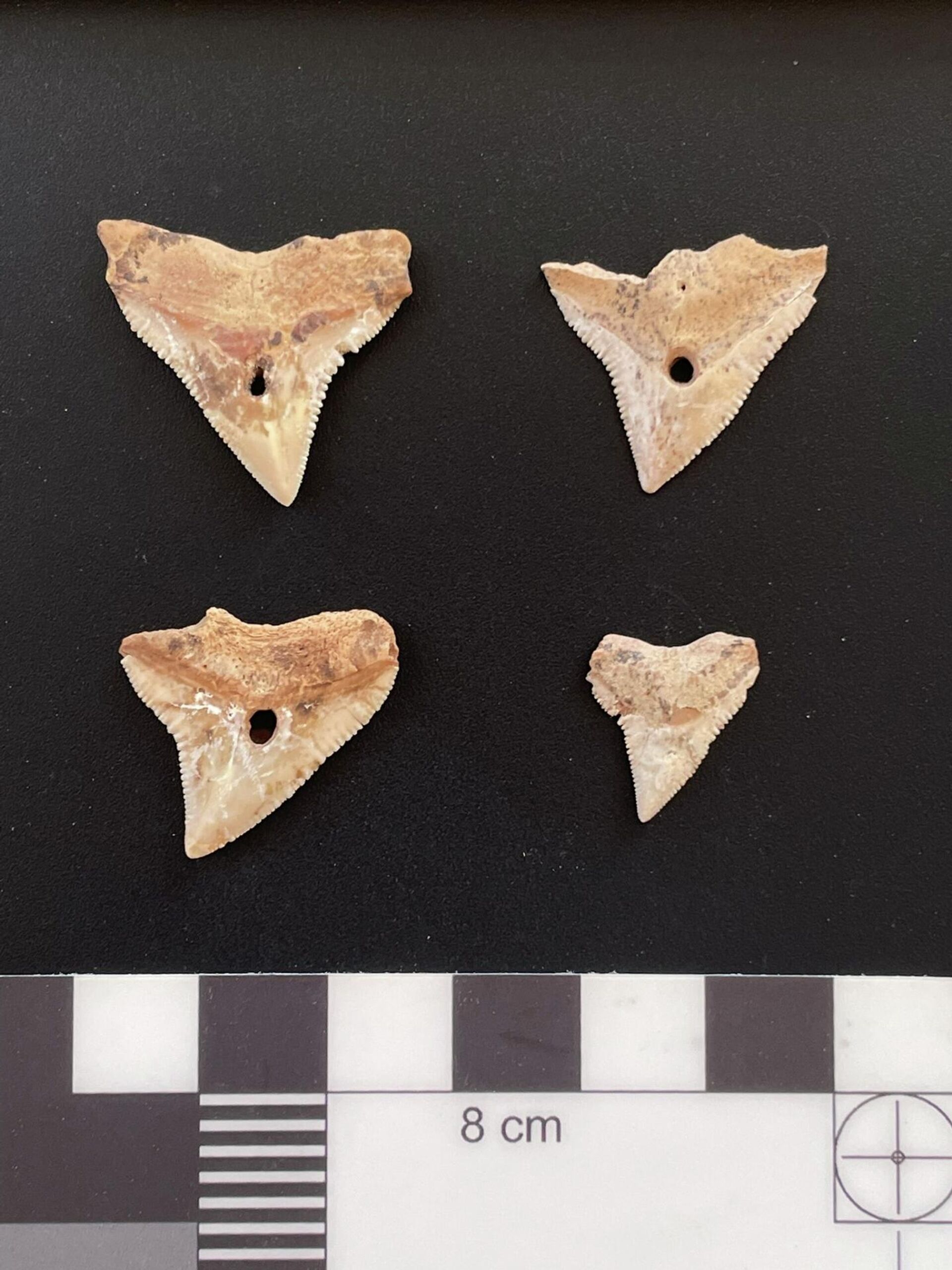 Vários dentes de tubarões, encontrados em túmulo megalítico em Wadi Nafun, em Omã