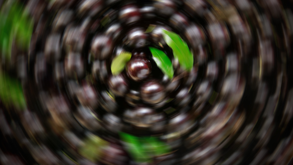 #830 Jabuticaba - Sputnik Brasil