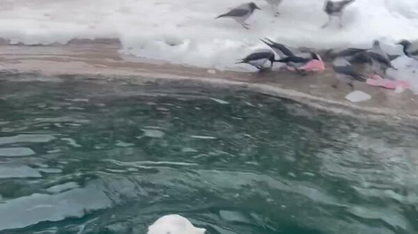 Ursa polar de Moscou vira estrela no gelo - Sputnik Brasil