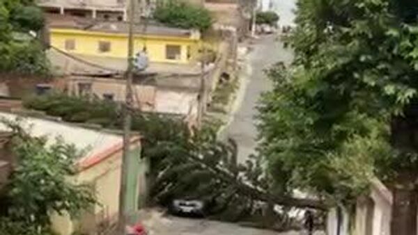 Pinheiro de grande porte cai em rua e atinge rede elétrica de Belo Horizonte - Sputnik Brasil