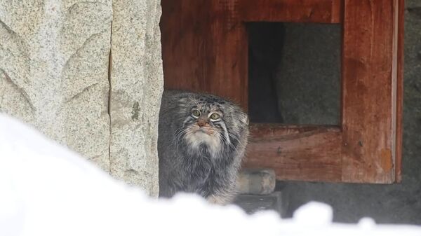 Manul do Zoológico de Moscou se aventura na neve em busca de uma deliciosa refeição! - Sputnik Brasil