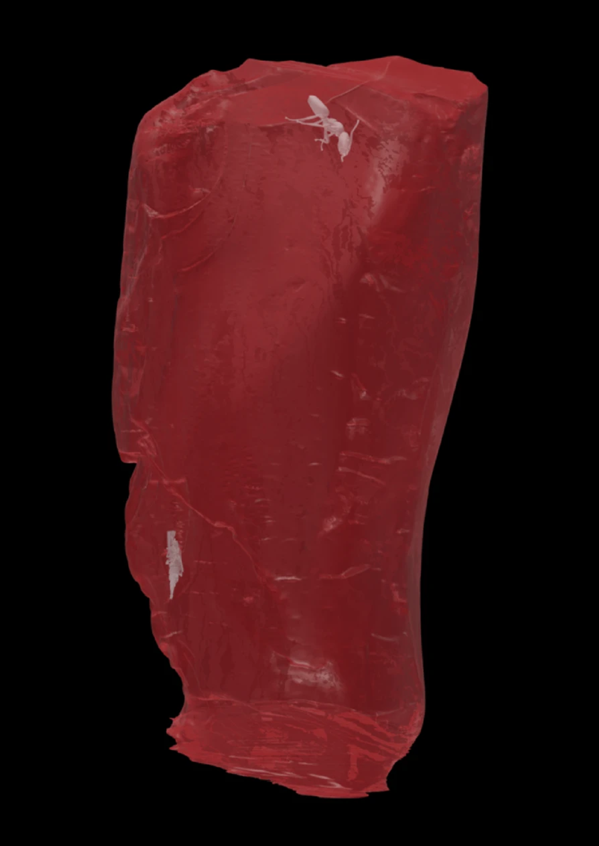 Visualização 3D da amostra de âmbar e suas inclusões biológicas - Sputnik Brasil, 1920, 27.01.2026