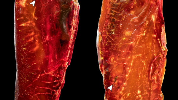 Fragmento de âmbar com bio-inclusões - Sputnik Brasil