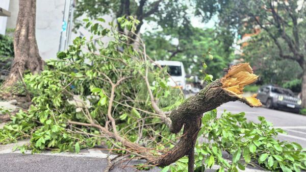 Após temporal, foi registrado quedas de árvores em bairros de São Paulo - Sputnik Brasil