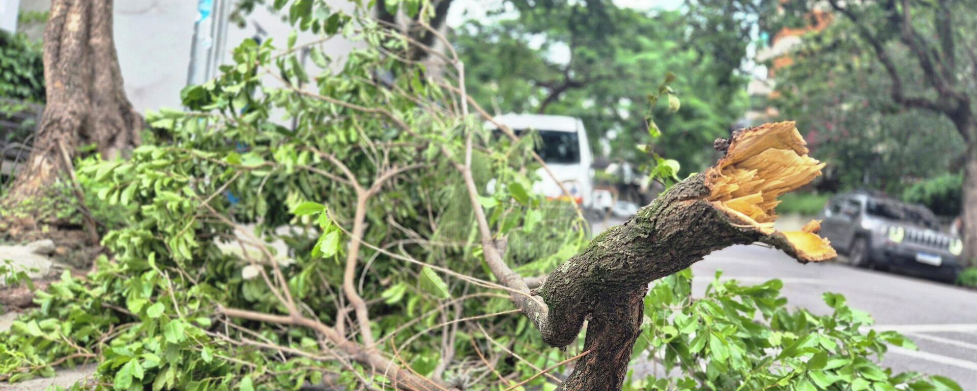 Após temporal, foi registrado quedas de árvores em bairros de São Paulo - Sputnik Brasil, 1920, 28.01.2026