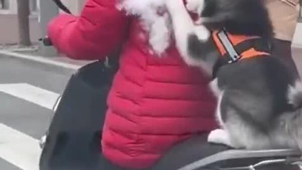 'Ei, humana, acho que tem algodão doce escondido aqui' - Sputnik Brasil