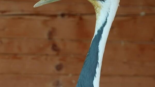 Zoo de Moscou protege grou-daúrsico do frio extremo - Sputnik Brasil