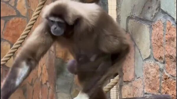 Amor que cabe na palma da mão: nasce filhote de gibão-de-mãos-brancas - Sputnik Brasil