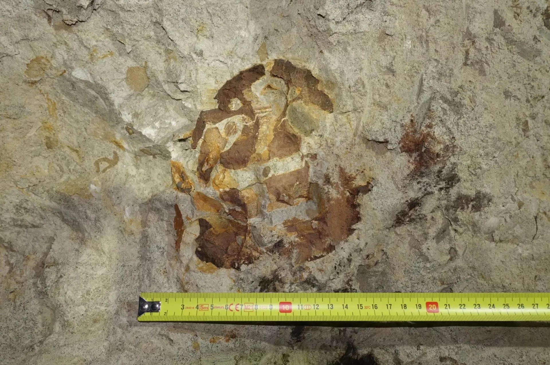 Fotografia do crânio de um ictiossauro preservado na parede da mina. Fotografia do crânio de um ictiossauro preservado na parede da mina. - Sputnik Brasil, 1920, 14.02.2026