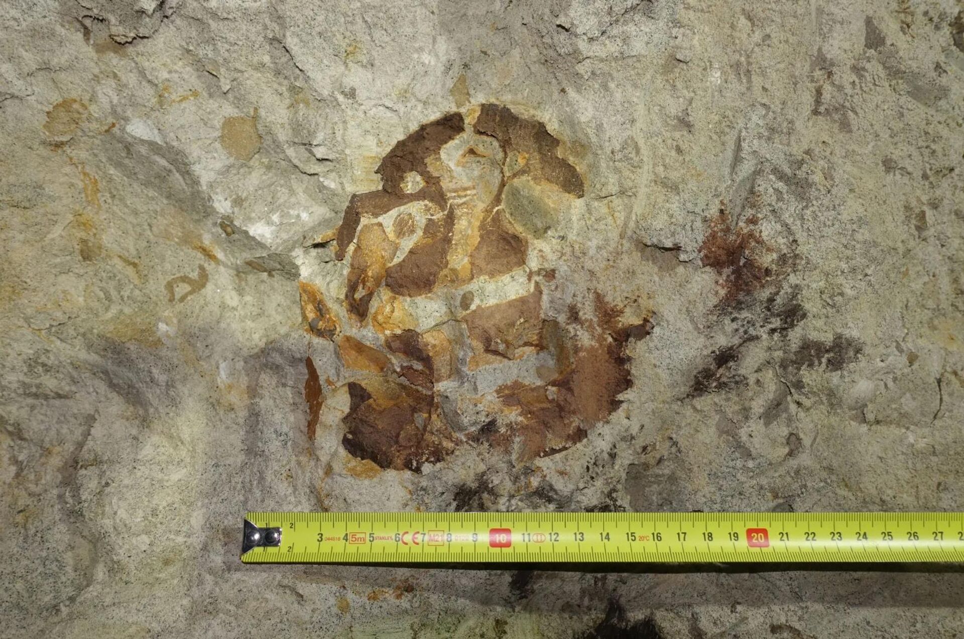 Fotografia do crânio de um ictiossauro preservado na parede da mina. - Sputnik Brasil, 1920, 14.02.2026